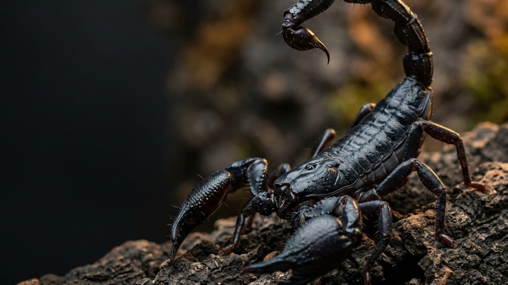 Kaiserskorpion (Pandinus imperator) in seinem naturnahen Terrarium