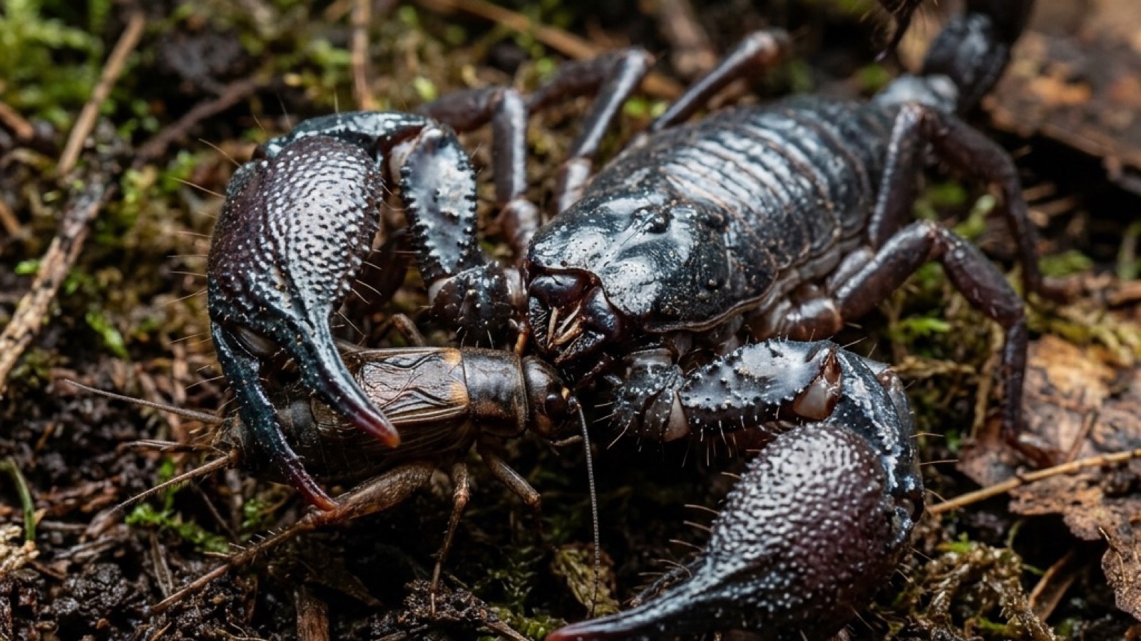 Kaiserskorpion bei der Fütterung mit einem Futtertier